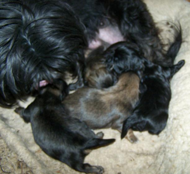 chinese, akc and ckc registered imperial chinese shihtzu puppies in Alabama